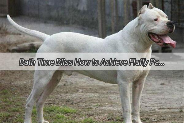 Bath Time Bliss How to Achieve Fluffy Paws and Fur in Your Furry Friends